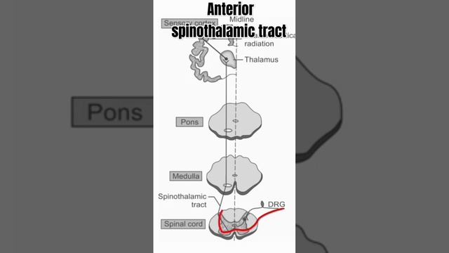 Anterior spinothalamic tract