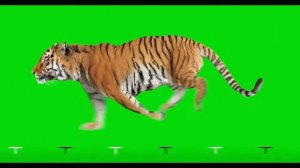 Тигр бежит быстро на хромакее