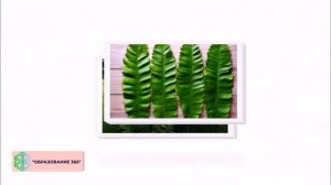 УРОК 7|7 класс.Отделы Папоротниковидные, Хвощевидные