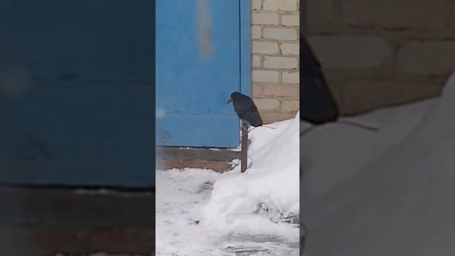 Чёрный Ворон .