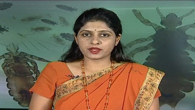 Applied Entomology Louse смотреть онлайн