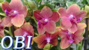 №965/ СВЕЖАЯ поставка ОРХИДЕЙ в OBI