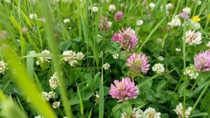 Клевер красный и белый || Юным ботаникам и натуралистам посвящается