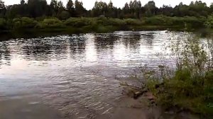 Купание лошади / купание на лошади