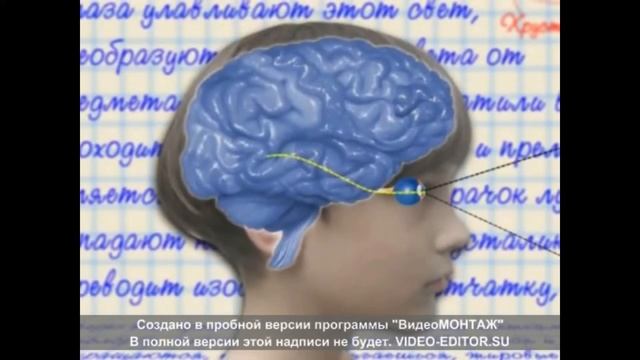 МБДОУ Аннинский дс ОРВ Росток Группа  6  Глаза.