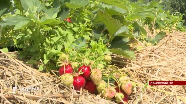Сезон клубники стартовал в орловском институте селекции плодовых культур.