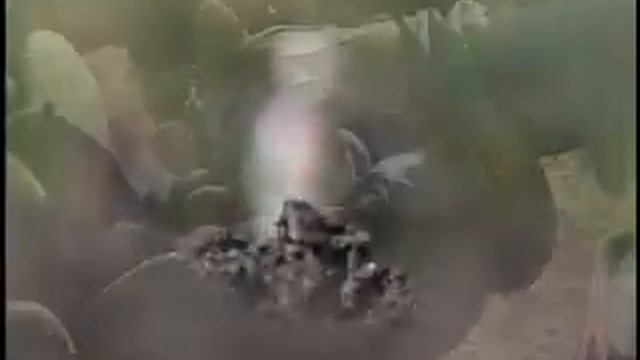 Victor Suarez, Social Entrepreneur World Economic Forum смотреть онлайн