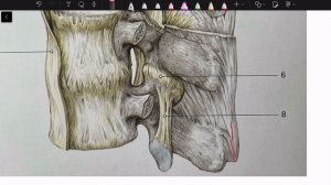 Соединения позвонков между собой. Соединение позвоночника с черепом.