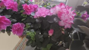 Жизнь в деревне Хроника дня.Праздничный деревенский обед.Резкое похолодание.Влог.