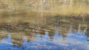 Нерест щуки.