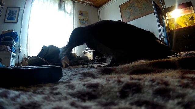 воронья морда без клетки смотреть онлайн