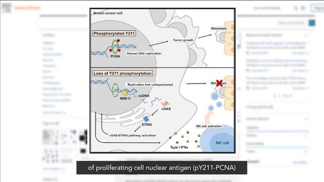 Reprogramming DNA Replication Mechanism to Stop Cancer Spreading