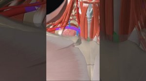 Топография подключичной артерии#анатомия#anatomy