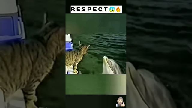 all animals respect nature  amazing animals respect video  respect nature animal viral yt