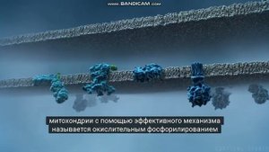 Митохондрия. ЕГЭ. Клеточное строение.