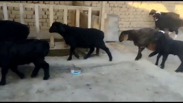 Сотлади 10 бош пули 7, 8, мин дан оз моз ками бор адрэс наримонда тэл 0755383807 смотреть онлайн