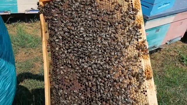 Карпатские пчёлы. Экстерьер трутня. Линия 1.121 смотреть онлайн