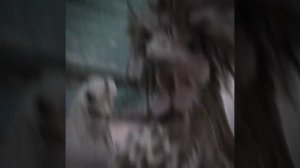 курица и петух