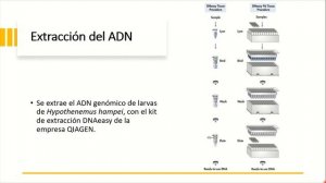 ARN de interferencia (Pequeños y Micro RNA's)