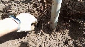 Куда уходят корни винограда