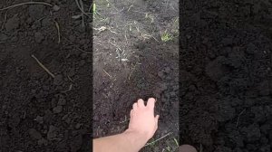 Как и когда высаживают семена арбузов в открытый грунт.