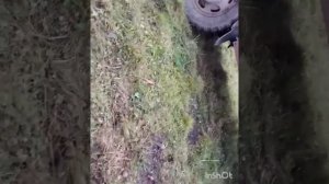 Сегодня режем теленка.