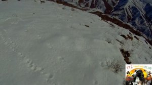 Охота в Узбекистане. на кеклика с собакой