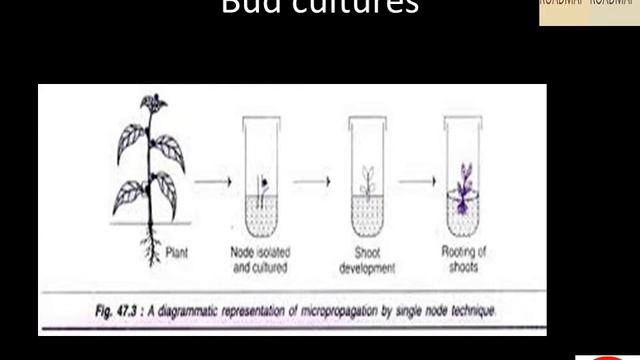 Techniques of micropropagation