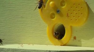 Пчеловодство.Лекция профессора Кашковского можно ли улучшить местную породу пчёл.В чём их потенциал