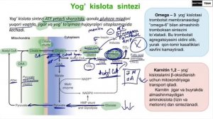| Yog' kislota va Triglitserid sintezlanishi |