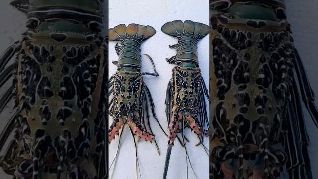 Lobster... смотреть онлайн