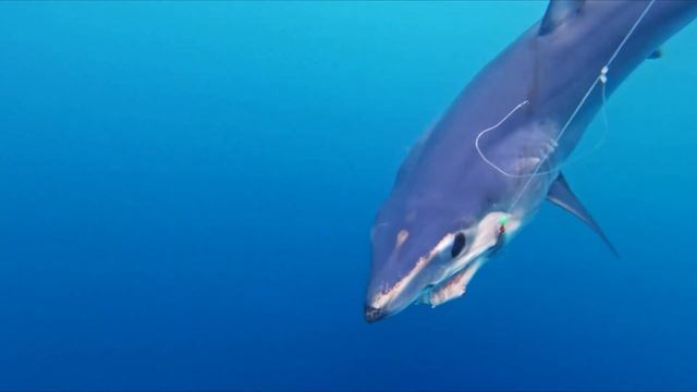 MAKO KAPITI смотреть онлайн