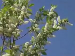 Черемуха колышится исп.Заведяев. (1)