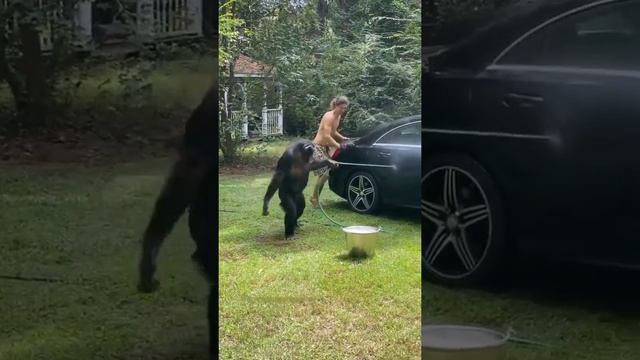 🐒🦧🐵🦥🦦🦨#short #videoshort #youtube #youtubeshort #youtubevideoviral #trending смотреть онлайн