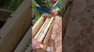 Видео пересадка пчелопакета с Пермскими пчёлами