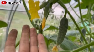 ЗАЧЕМ И КОГДА обрезаю листья у ТОМАТОВ, формирование томатов в 2 стебля в моей теплице