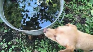 The Typhoon Passed While I Was Making a Shelf from Scrap Pallets. BRUKE