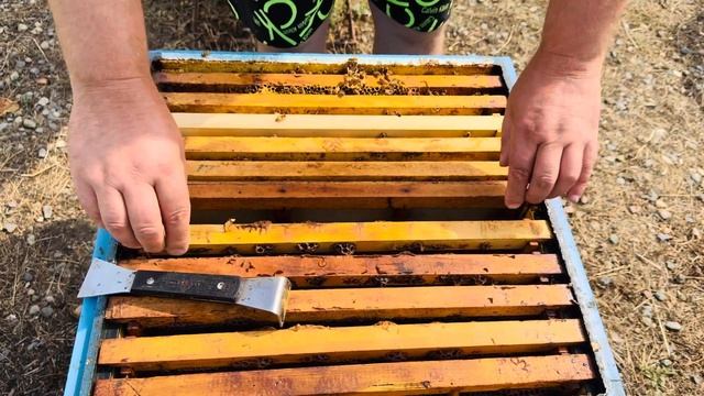 Пчёлы породы Кордован.Аргентина-Калифорния смотреть онлайн