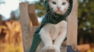 Котята ассасины