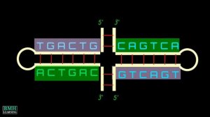 Cruciform DNA | Palindromic Sequence |