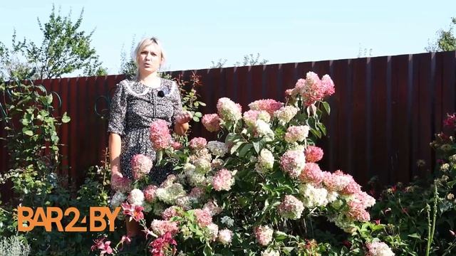 Цветник. Топ важных советов по уходу за гортензией метельчатой