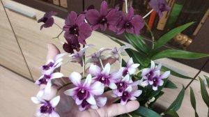 Дендрофаленопсисы Thailand Black и Polar Fair 2024 год ноябрь 1