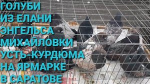 Голуби из Елани, Энгельса, Михайловки, Усть-Курдюма на ярмарке в Саратове. Птичий рынок.