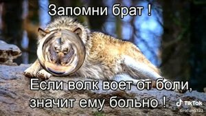 МЕМ ВОЛК ИЗ ТИКТОКА #1