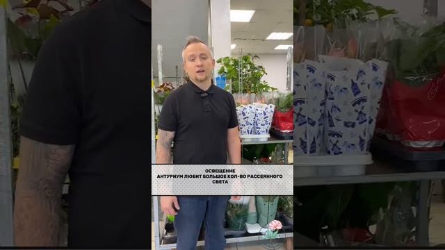 Антуриум или Мужское счастье. Часть 1.