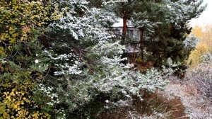 Футаж осень природа