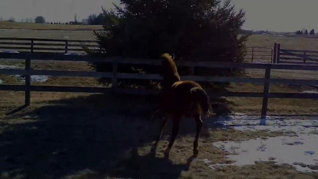 HL A Noble Love (FOR SALE) смотреть онлайн