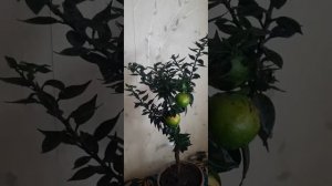 ОБЗОР СОРТА ЧИНОТТО, удобрения цитрус плюс