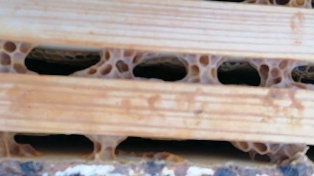 12 декабря. Пчёлы Карпатской породы. смотреть онлайн