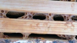 12 декабря. Пчёлы Карпатской породы.